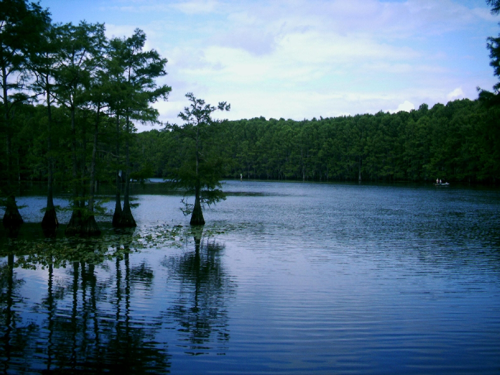 Caddo_Lake-_Cypress