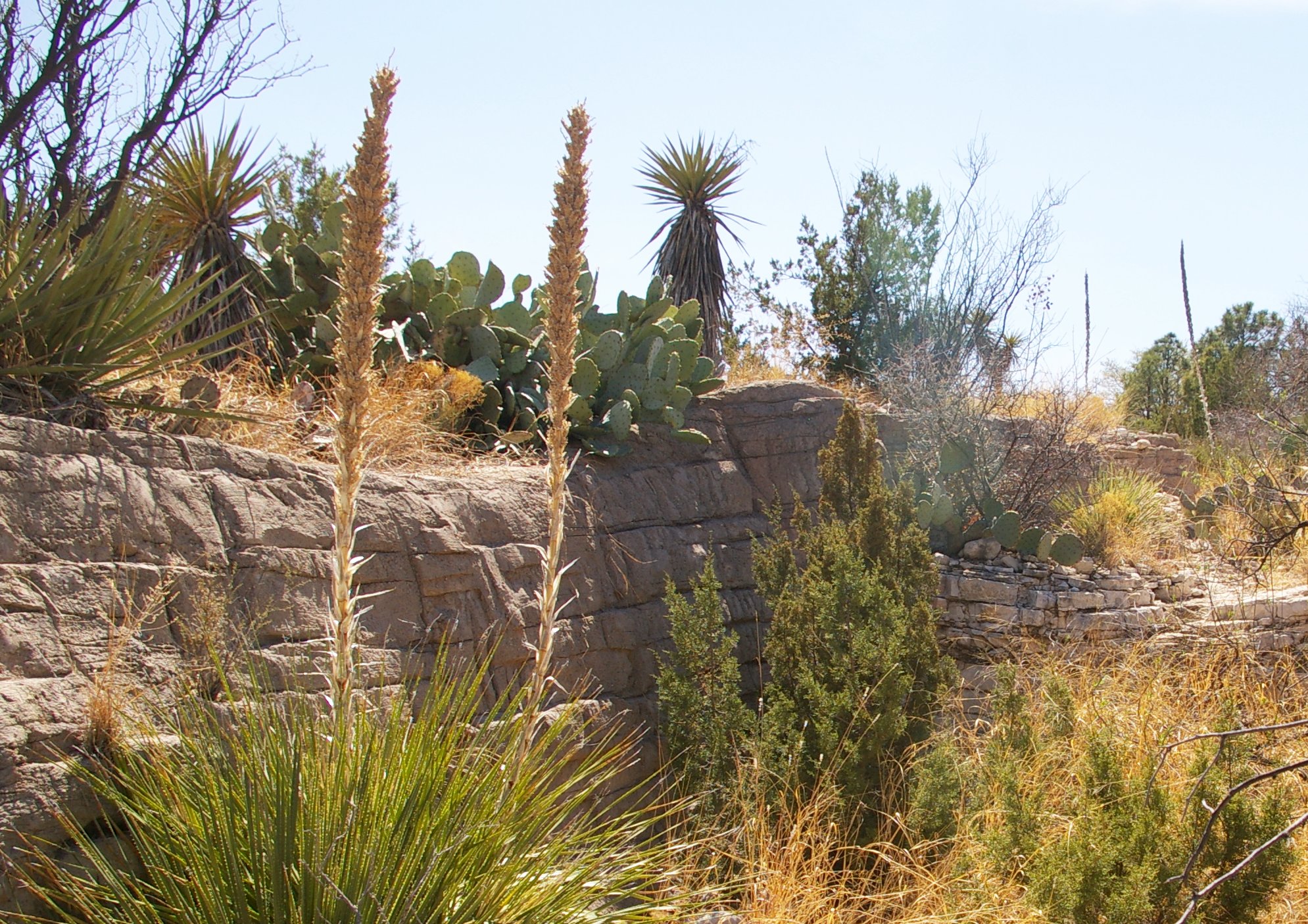 Living_desert_zoo_2
