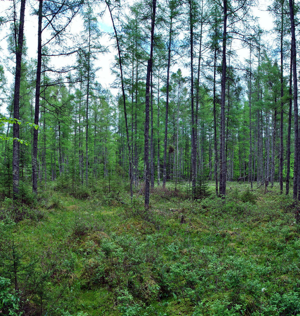Twin_Lakes_Bog_State_Natural_Area