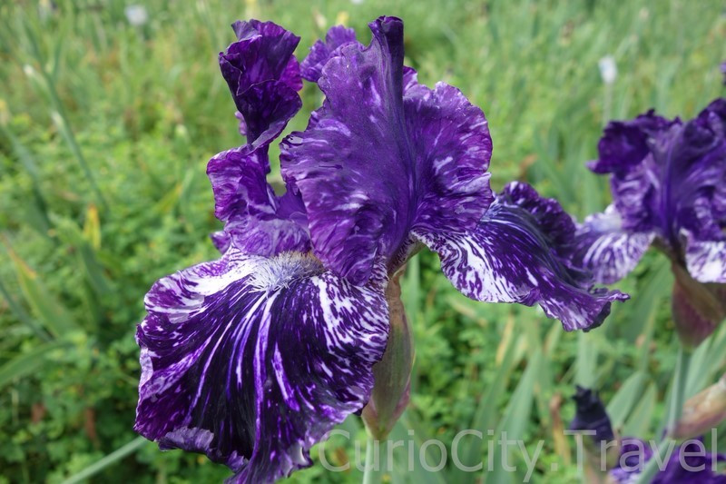 27040_florence-iris