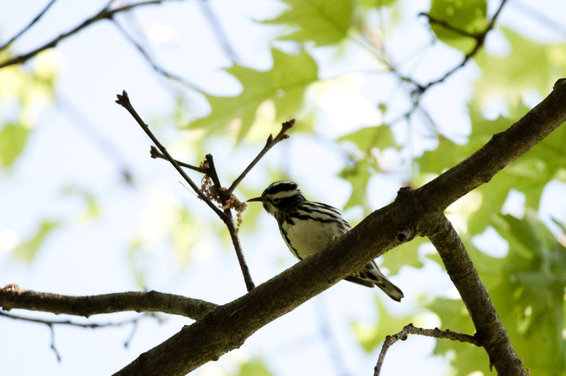 4623_Black_and_white_Warbler_1